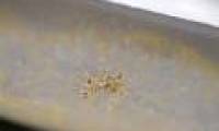 Producing 24-karat gold with bacteria