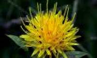Production of diabetes treatment insulin from rum flowers