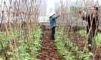 Production of organic fertilizer from paper material bark