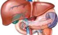 Prolonged hypothyroidism increases the risk of liver cancer