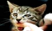 Properly handled when bitten by a cat dog
