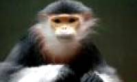 Protecting primates at Son Tra peninsula