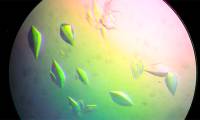 Protein discovered as a precursor to cancer vaccine