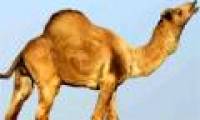 Proved to be camel infected with MERS-CoV virus