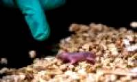 Pups born from two gay mice