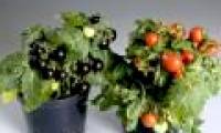 Purple tomatoes kill cancer
