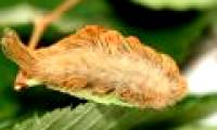 Puss caterpillar: The