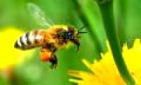 Put honey bees on Mars