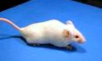 Put human speech into mice