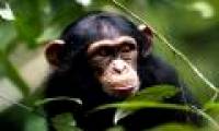 Quarantined animals with infectious diseases