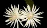 'Queen of the night'