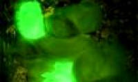 Rabbit glows green
