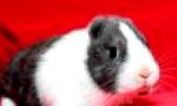 Rabbits don't have ears