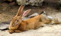 Rabbits reproduce very quickly, so why haven't they become a staple food for humans?