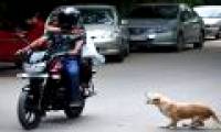 Rabies in India: The fierce battle does not end