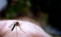 'Radiation miracle' causes infertility mosquitoes