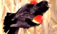 'Rain of dead birds' mysterious in America