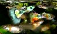 Rapid evolution to adapt to environmental changes