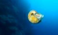 Rare 500 million year old sea snail after 31 years missing