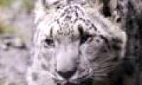 Rare and precious snow leopard appears in China