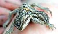 Rare and rare 2-headed lizard born in the UK