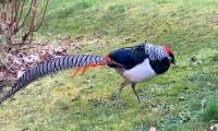 Rare animal thought to be extinct suddenly 'reappears' in people's gardens