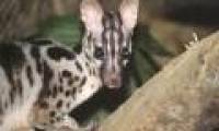 Rare civet civet returns to Vietnam