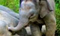 Rare dwarf elephants die in mass
