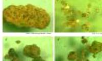 Rare earth research: Where is Vietnam?