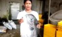Rare fish caught in the central fishing net