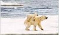 Rare image of white bear piggybacking on the North Pole