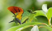 Rare insect species at risk of extinction in Vietnam