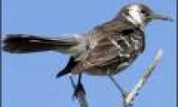 Rare mockingbirds