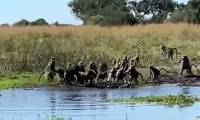 Rare moment: Baboon attacks crocodile, rescues its fellow