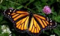 Rare Monarch butterflies have new housing in Mexico