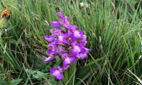 Rare orchids suddenly bloomed causing half of the golf course to be closed