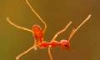 Rare photos: Fire ants stand with one leg