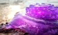 Rare purple creatures washed up on Australian beaches