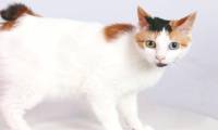 Rare rabbit-tailed cat breed in the land of Phu Tang