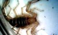 Rare scorpion detection in Vietnam