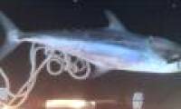 Rare story: Fish jump on a boat, swerve a fisherman in Australia
