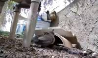 Rare video: Mother quail fights with two snakes to protect her eggs