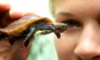 Rare Vietnamese turtles were born in England
