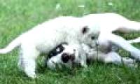 Rare white lions receive dogs as fathers