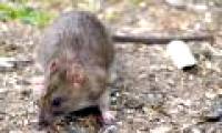Rats are about to cause heart disease?