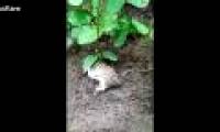 Rats live 40 days with plants growing on their backs