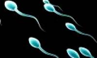 Real damage effects of sperm cancer