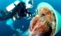 Real damage of the jellyfish threat