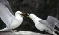 Realizing the ability to avoid inbreeding in birds