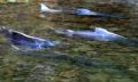 Reappearing extinct salmon species 70 years ago